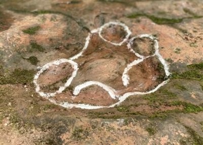 レストランの庭で1億年前の恐竜の足跡見つかる 中国・四川省