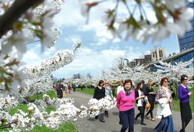 満開の桜でお花見、リトアニア