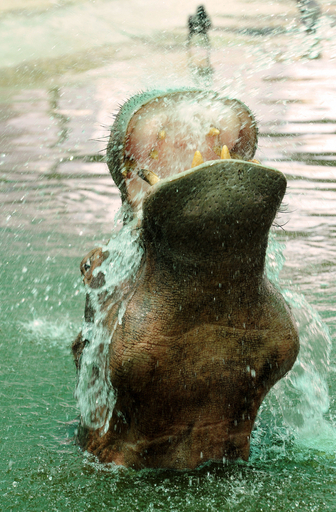 冷たいシャワーで至福のひととき、インドのカバ