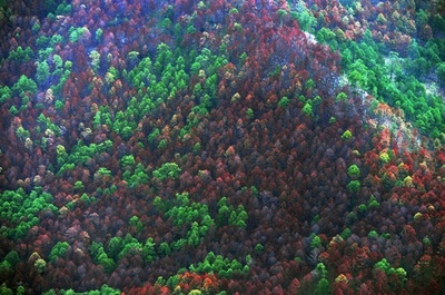 キクイムシの大発生で森林被害、対策に兵士も出動 ホンジュラス