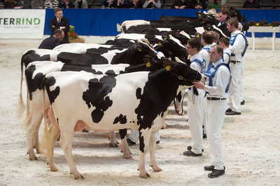 乳牛ベスト200が勢揃い、ドイツ2州で最も美しいウシたち