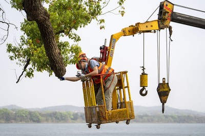 【写真特集】正しい治療で木々を救う「古木のドクター」中国湖南省
