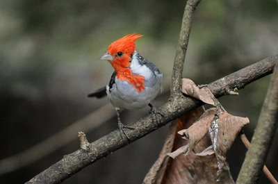 鳥の「赤い色」の謎を解明、研究