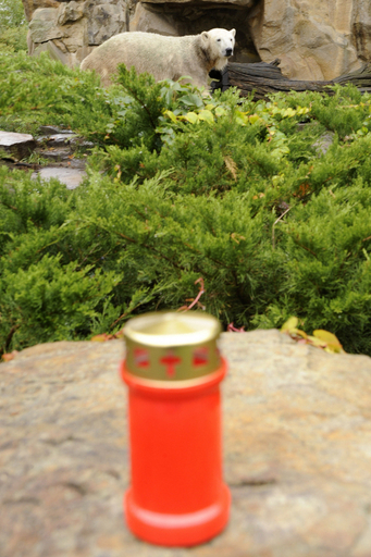 飼育員の突然の死に「クヌート」も悲しげ、ベルリン動物園