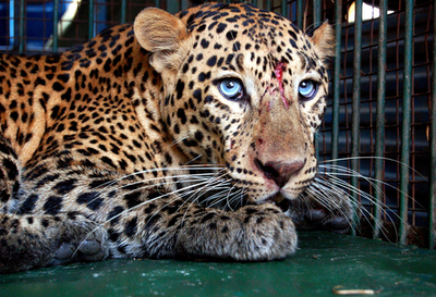 数時間にわたり、ヒョウが民家のトイレに立てこもる - インド