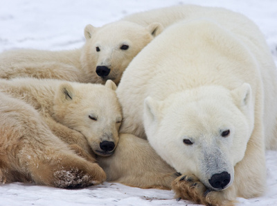 グーグル「ストリートビュー」にホッキョクグマ登場