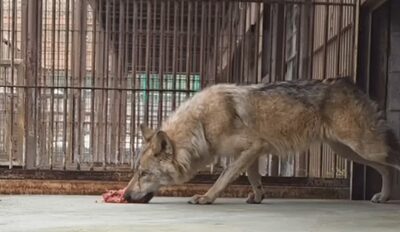 「9男坊」はデマだった？…韓国・脱走オオカミの“名前の誤解”