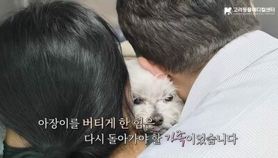 韓国で12万人が見た犬の回復記録…飼い主の声に目を開けたマルチーズ