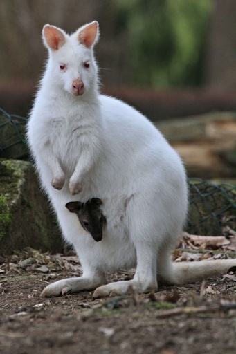 親子です！チェコの赤ちゃんカンガルー