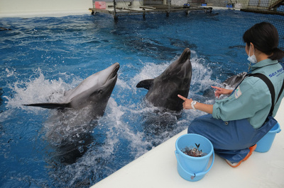 Dolphin bites spark warning on Japanese beaches