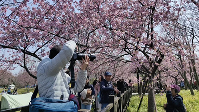 上海に春の訪れ 桜と文化が融合