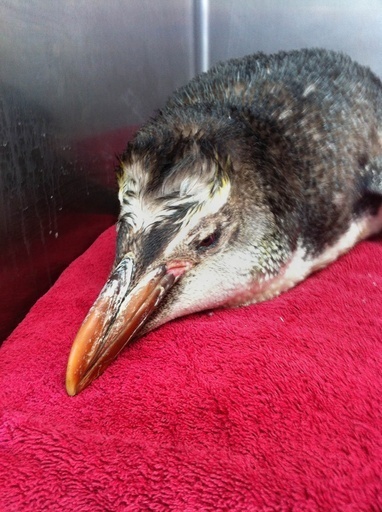 NZ海岸に瀕死の若いペンギンが漂着、2千キロ漂流か