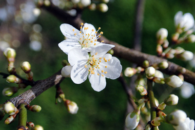 桜が開花、暖冬の影響 ドイツ西部