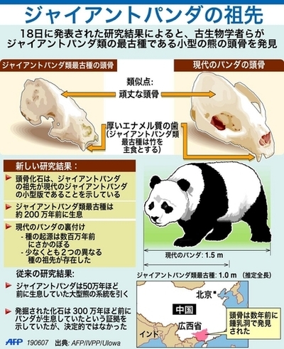 ジャイアントパンダ類、最古種の頭骨化石発見