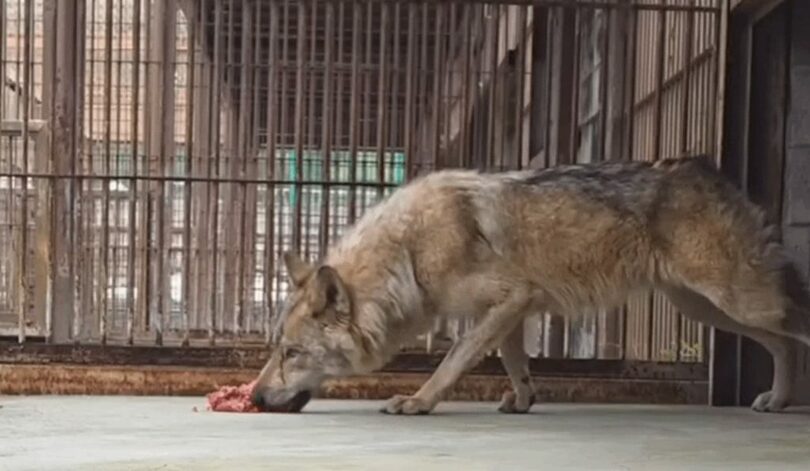 大田オーワールドのSNSに公開されたオオカミ「ヌック」の映像(c)NEWSIS