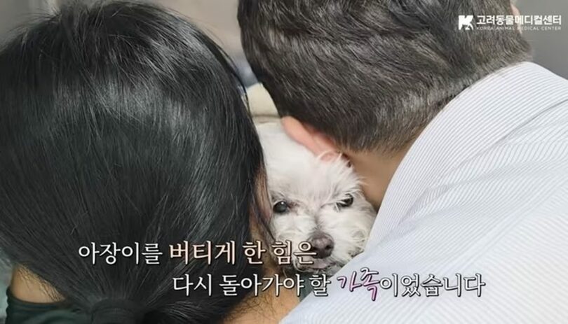 高麗動物メディカルセンターのユーチューブ(c)news1
