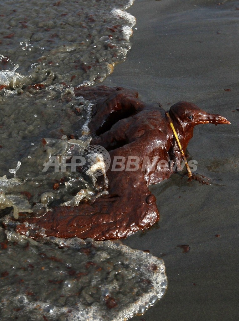 油まみれの鳥たち、メキシコ湾原油流出事故