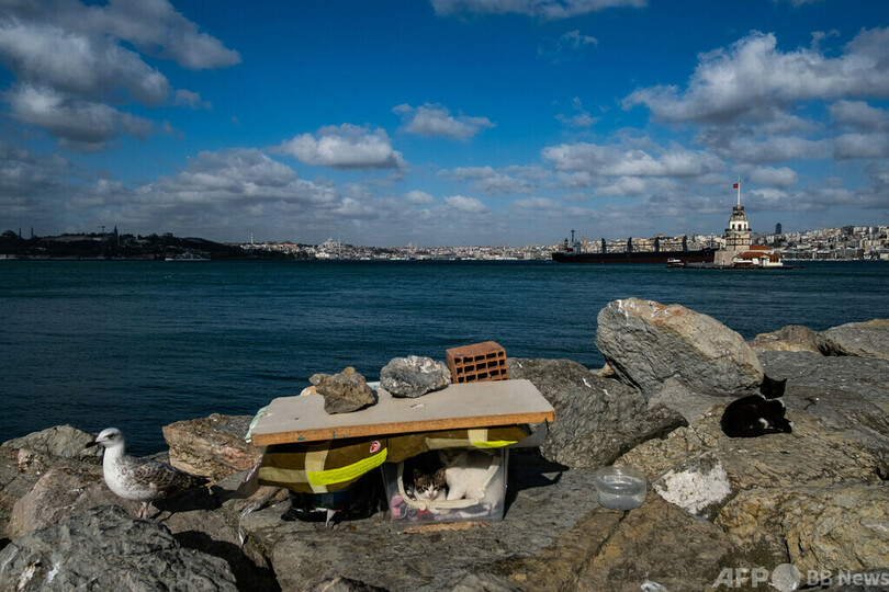 野良猫蹴り殺し動画拡散、トルコで騒動に