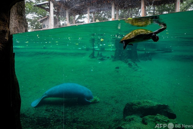 マナティー赤ちゃん治療中 死骸急増の米フロリダ