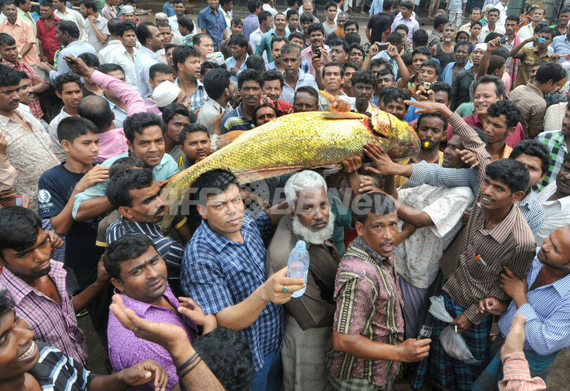 金色に輝くフエダイ、307万円で落札 バングラデシュ