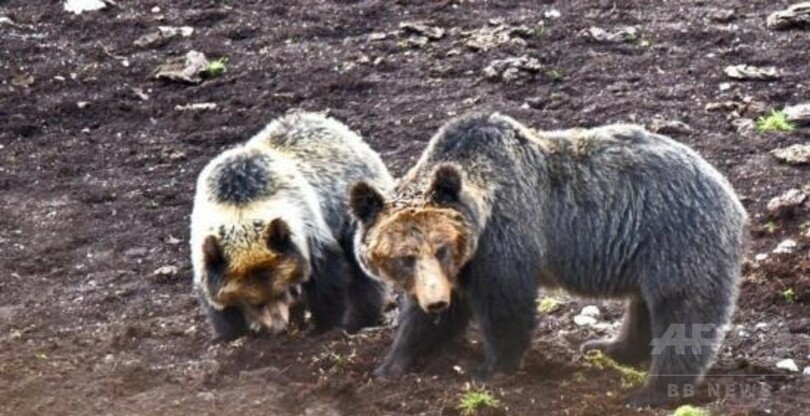 草原を駆けるヒグマの親子　中国・青海省で撮影