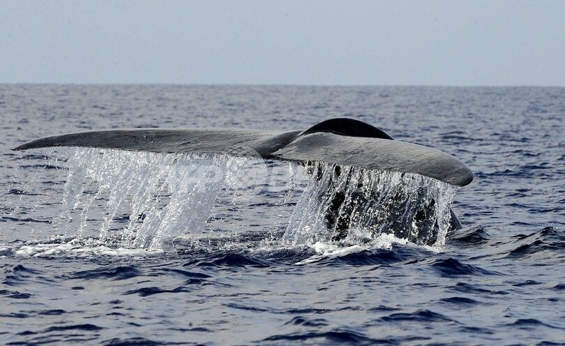 シロナガスクジラの パクリ 1回 0人分の食事に相当 写真1枚 国際ニュース Afpbb News