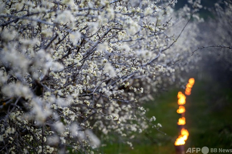 氷に覆われた果樹園で花ほころぶ スイス アルプス 写真14枚 国際ニュース Afpbb News