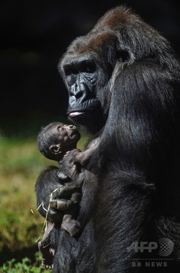 ニシローランドゴリラの赤ちゃん ブラジルの動物園で誕生 写真10枚 国際ニュース Afpbb News