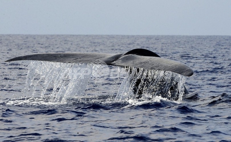 シロナガスクジラの「パクリ」1回、200人分の食事に相当 シロナガスクジラの「パクリ」1回、200人分の食事に相当