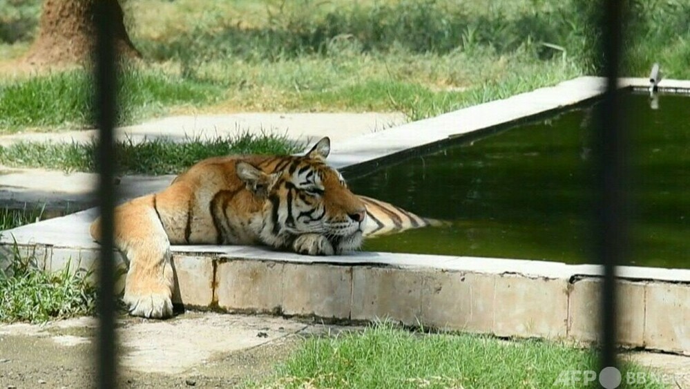イラクの首都バグダッドの暑さ、51.8℃の記録を記録