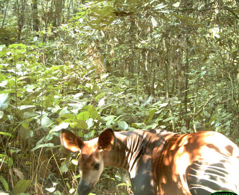 世界初 コンゴの森で野生のオカピを撮影 写真2枚 国際ニュース Afpbb News