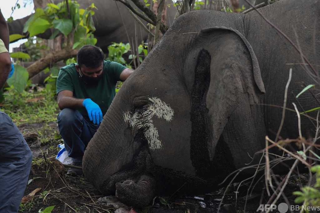 落雷が原因か、ゾウ18頭死ぬ インド北東部 写真16枚 ファッション