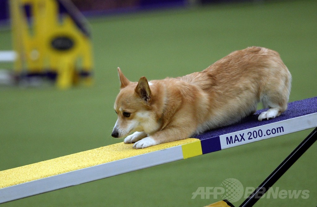 犬の機敏さ競う「アジリティ」選手権、NYで開催