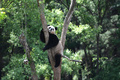 木に登って涼むパンダ（2020年6月8日撮影）。(c)CNS/張瑶