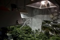 メキシコの首都メキシコ市の秘密の温室で医療目的用に栽培されている大麻草（2015年11月30日撮影）。(c)AFP/Yuri CORTEZ