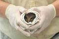 タオルにくるまれ健康診断を受けるタイワンコノハズクのひな。台湾・新竹県の六福村テーマパークで（2022年6月29日撮影）。(c)Sam Yeh / AFP