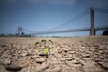仏南西部アンジェ近郊で、ひび割れたロワール川の岸辺に生える草（2022年6月16日撮影）。(c)Loic VENANCE / AFP