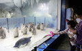 今年生まれたコウテイペンギンのひなを見る子ども（2020年11月8日撮影）。(c)Xinhua News