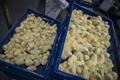 養鶏場の生後1日のひよこ（2019年10月1日撮影、資料写真）。(c)Wojtek RADWANSKI / AFP