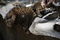 メキシコ・スンパンゴで発見されたマンモスの骨（2020年9月8日撮影）。(c)RODRIGO ARANGUA / AFP