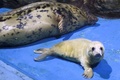 横浜・八景島シーパラダイスで一般公開されたハイイロアザラシの赤ちゃん（右）と母親の「ルーシャ」（2023年4月5日撮影）。(c)Kazuhiro NOGI / AFP