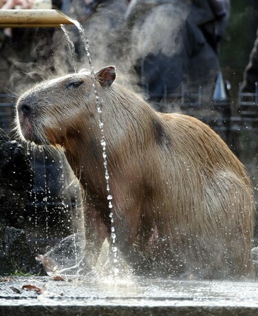 ゆず湯を楽しむカピバラ、埼玉の動物園 写真8枚 国際ニュース：AFPBB News