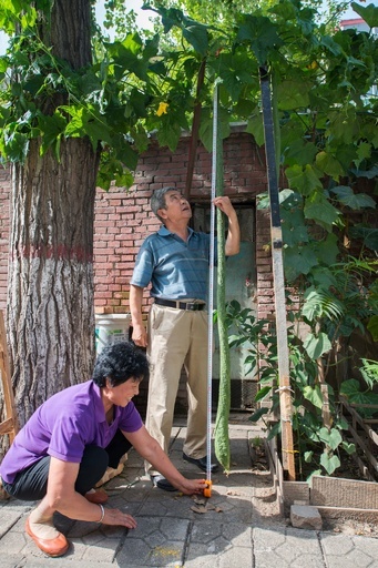 近所で話題の2メートルのヘチマ、山西省の民家で育つ