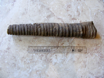 新種のイカの化石をペルーで発見、長い殻が特徴