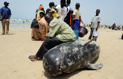 セネガルでクジラ81頭が打ち上げられる、33頭死亡