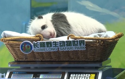 世界唯一の三つ子ジャイアントパンダが産んだ赤ちゃん 生後1か月を迎える