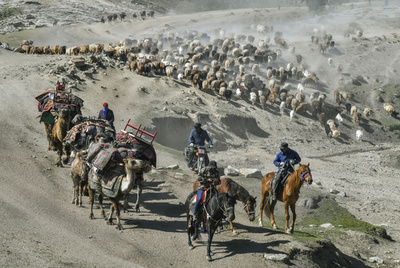 100万頭の大移動 中国・新疆アルタイ