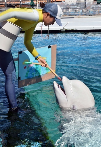 ベルーガのお絵かきショー、八景島シーパラ