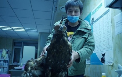 1級保護動物のイヌワシを保護 「あと数日の命」から救う 中国・吉林省 