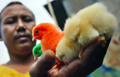 WHO、鳥インフルエンザまん延を警告、各国に情報共有を呼び掛け